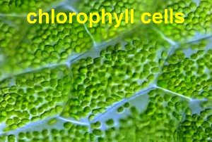 ChlorophyllCells-300
